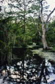 bayou